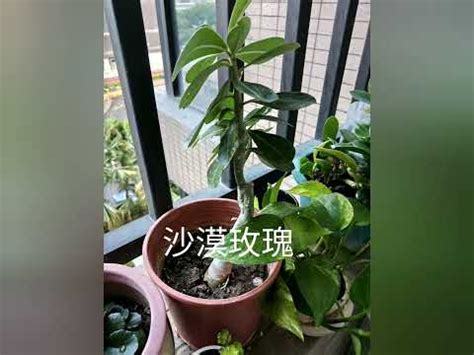 座東向西 風水 陽台 種樹